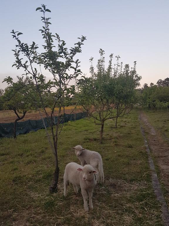 Willa Quinta Da Lage Barcelos Zewnętrze zdjęcie