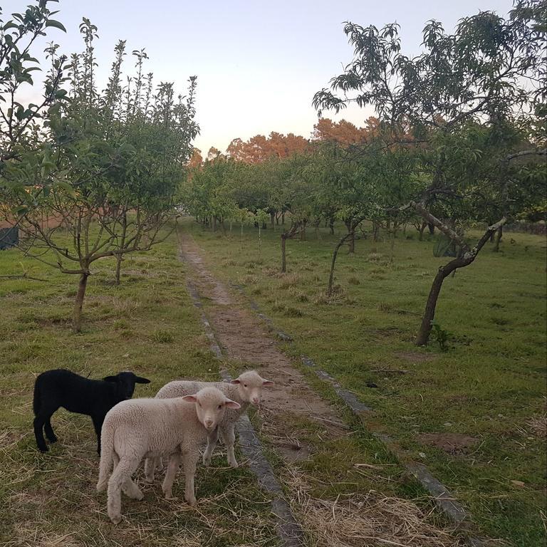 Willa Quinta Da Lage Barcelos Zewnętrze zdjęcie